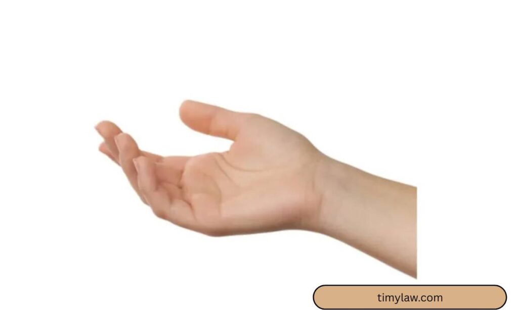 adult-hand-width