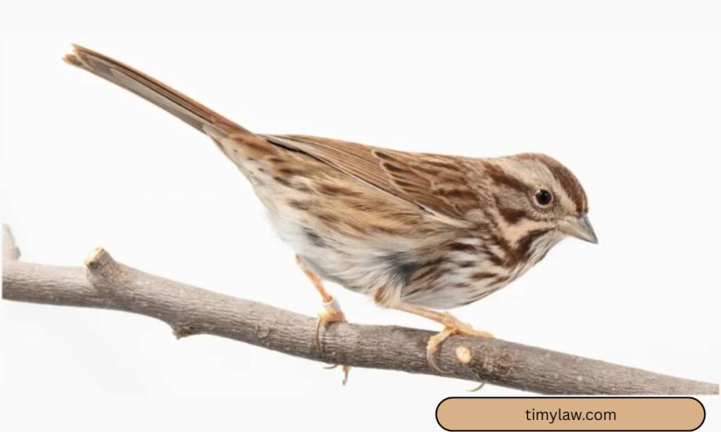 small-bird-sparrow