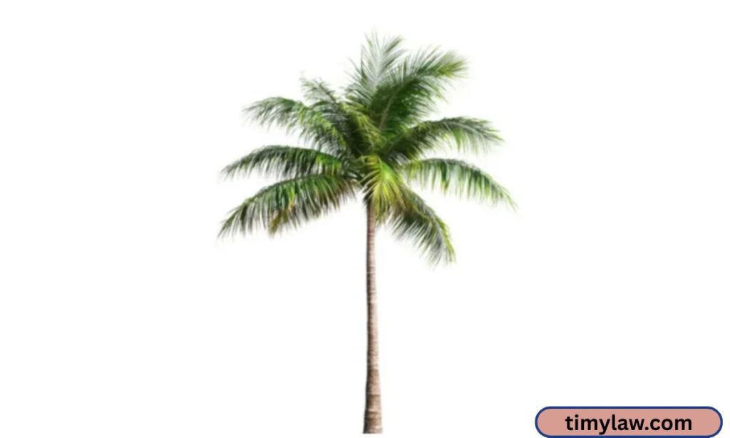 Adult Palm Width