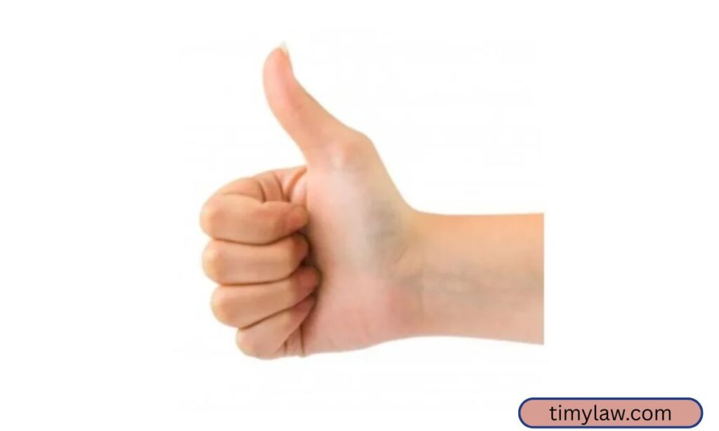 Adult Thumb Width