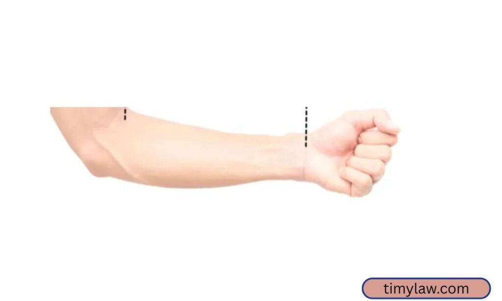 Forearm Length (Elbow to Fingertips)