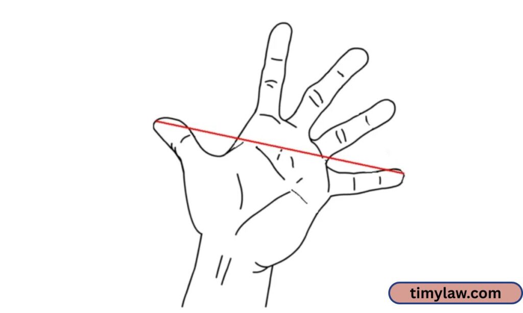 Hand Span (Wrist to Fingertips)