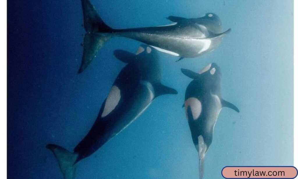 Three Blue Whales