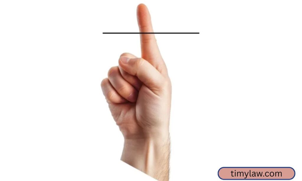 Top Section of Index Finger