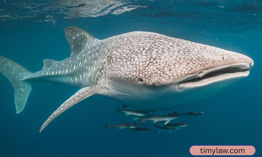 Whale Shark (Large Specimens)