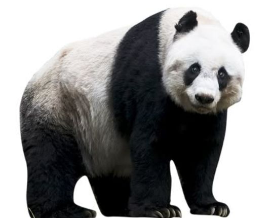 Adult Giant Panda