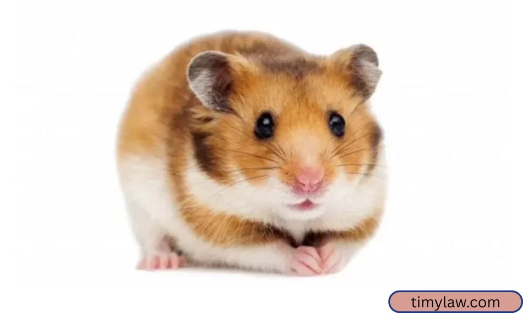 Adult Hamster