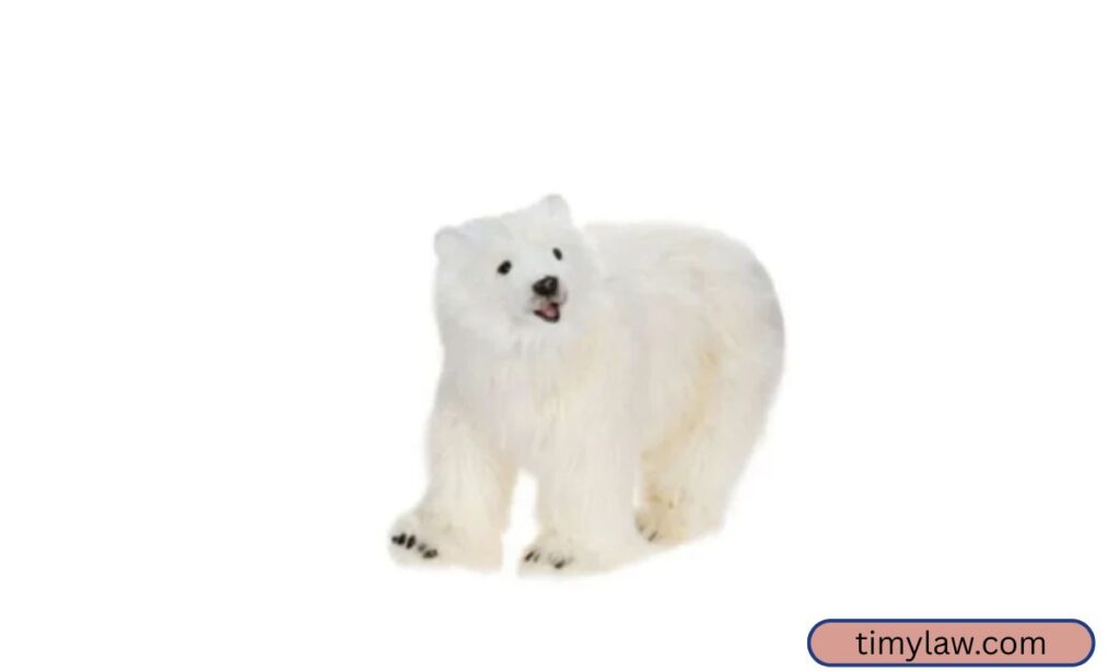 Adult Polar Bear