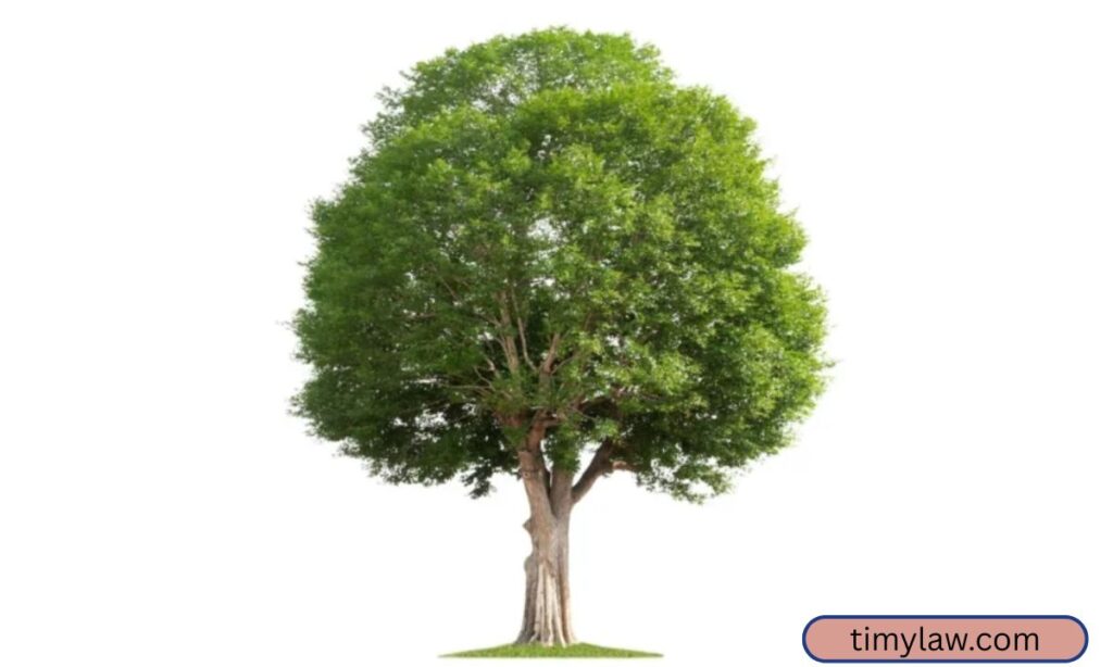 Large Mature Oak Tree (Height)