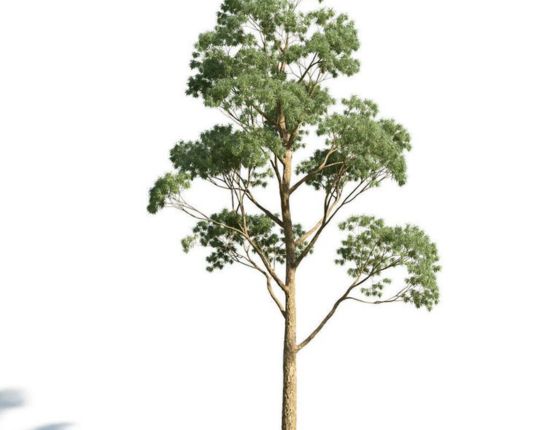 Mature Tree Height (Small)