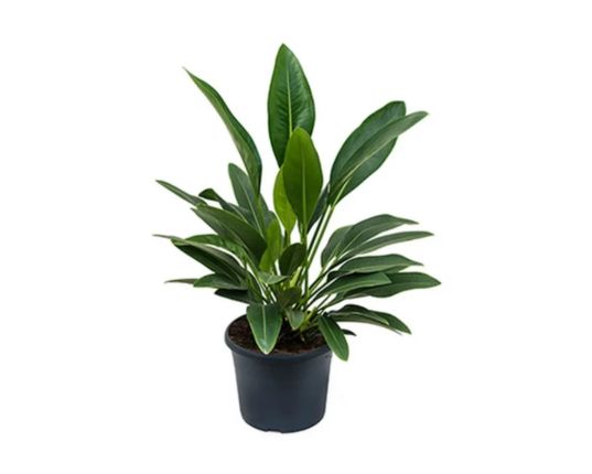 Medium Potted Plant