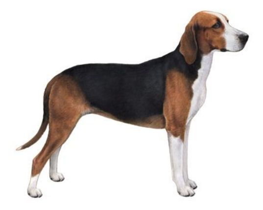 Medium-Sized Dog (1)