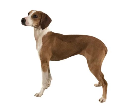 Medium-Sized Dog