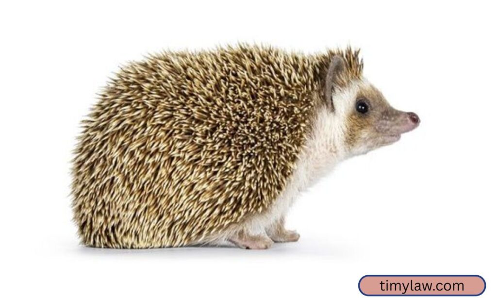 Small Hedgehog