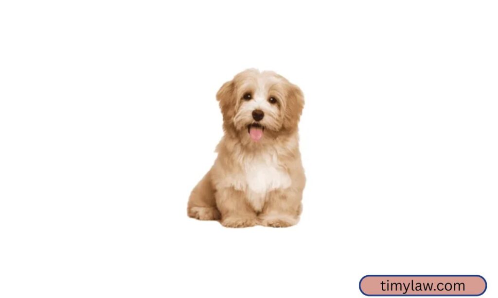 Small-to-Medium Dog